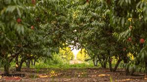 Furtado Farms Peach Chunks - PICK UP ONLY