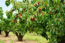 Furtado Farms Cherry Chunks - PICK UP ONLY